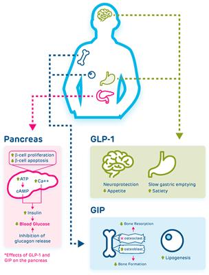 The Role of GLP-1 Signaling in Hypoglycemia due to Hyperinsulinism
